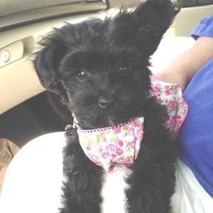 Meet your Posher, Lynne